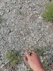 Gypsophila altissima