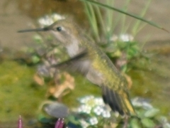 Archilochus alexandri