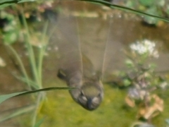 Archilochus alexandri