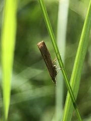 Lepidoptera