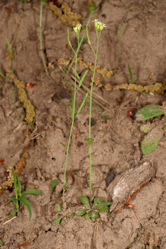 Arabidopsis thaliana
