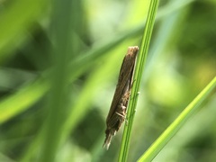 Lepidoptera