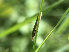 Lepidoptera