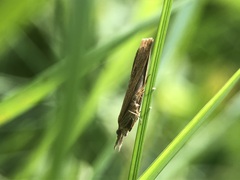Lepidoptera
