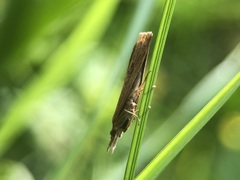 Lepidoptera