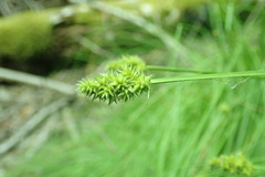 Carex arcta