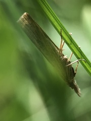 Lepidoptera