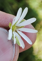 Stellaria palustris