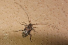Ecyrus