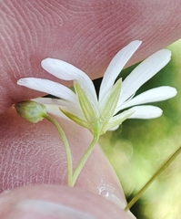 Stellaria palustris