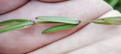 Stellaria palustris