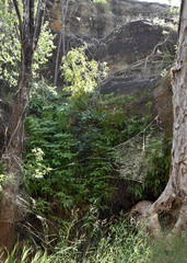 Dicranopteris linearis linearis