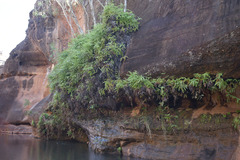 Dicranopteris linearis linearis