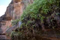 Dicranopteris linearis linearis