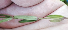 Stellaria palustris