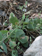 Stachys albens