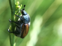 Coleoptera