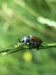 Coleoptera