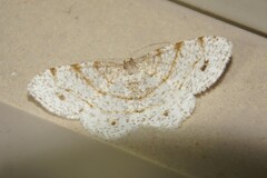 Trigrammia quadrinotaria