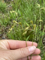 Carex argyrantha