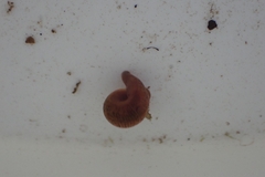 Erpobdella octoculata