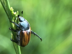 Coleoptera