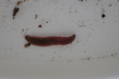 Erpobdella octoculata