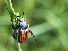 Coleoptera