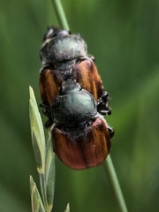 Coleoptera
