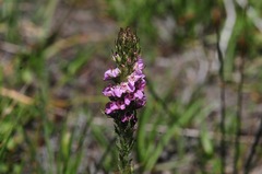 Pedicularis attollens