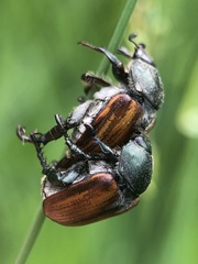 Coleoptera