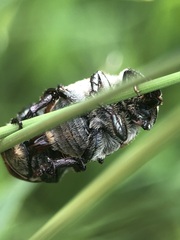 Coleoptera