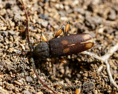 Tylonotus bimaculatus