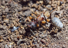 Tylonotus bimaculatus