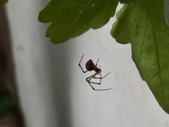 Parasteatoda