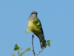 Tyrannus vociferans