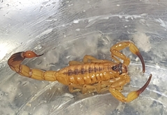 Tityus stigmurus
