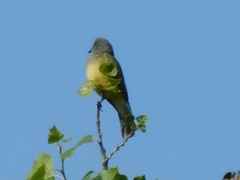 Tyrannus vociferans