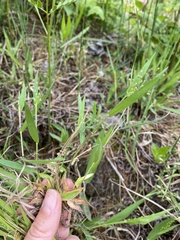 Dichanthelium columbianum