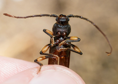 Tylonotus bimaculatus