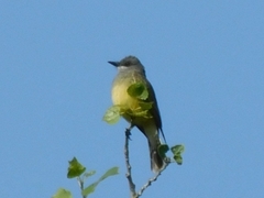 Tyrannus vociferans