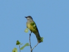 Tyrannus vociferans