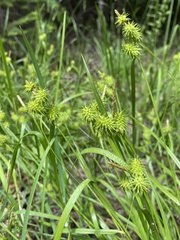 Carex cryptolepis