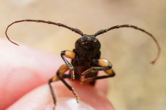 Tylonotus bimaculatus