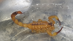 Tityus stigmurus