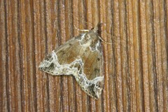 Hypena abalienalis