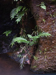 Blechnum orientale