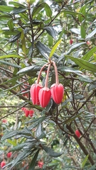 Crinodendron hookerianum