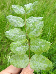 Erysiphe astragali