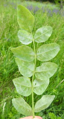 Erysiphe astragali